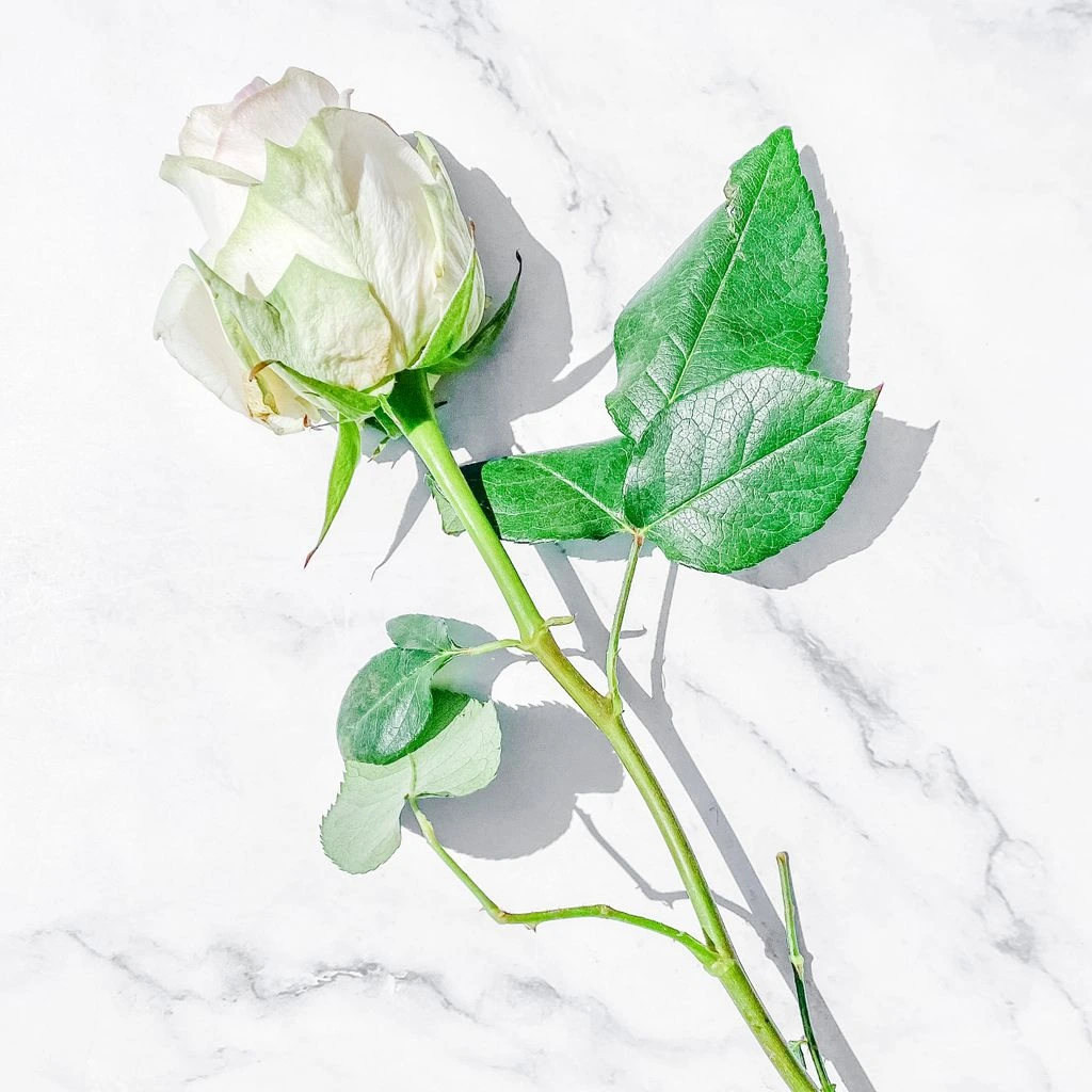Single-needle rose fine-line tattoo, rank 1