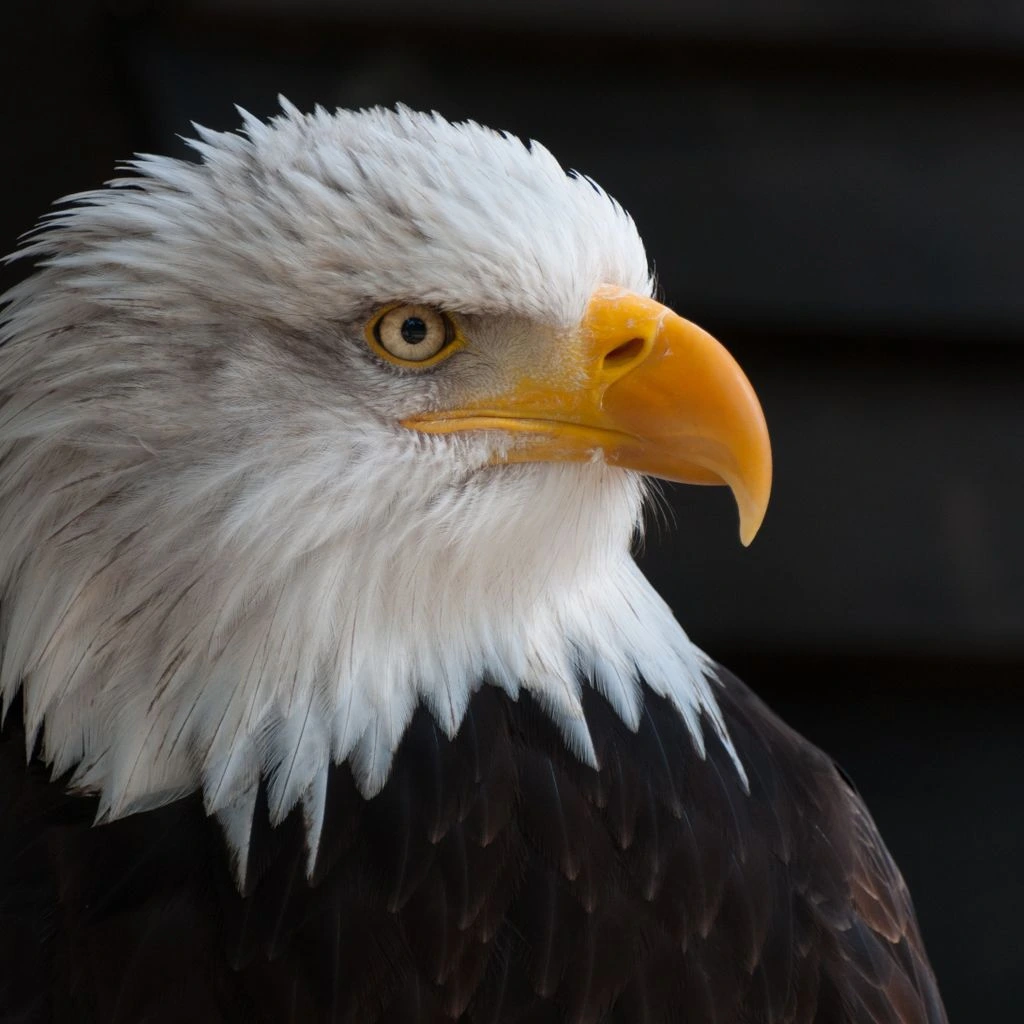 Traditional American eagle chest tattoo, rank 2